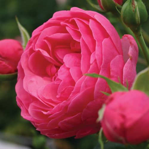 Vendita, rose rose floribunde - rosa - Rosa Pomponella® - rosa dal profumo discreto - W. Kordes & Sons - ,-